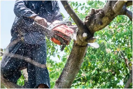 tree services La Conner